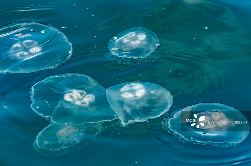 海中水母游动的全画幅照片图片素材