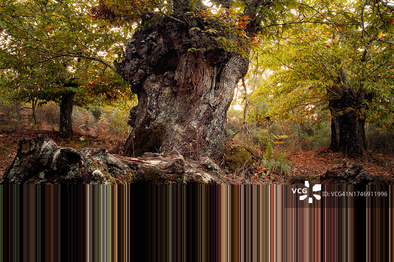 西班牙秋季森林中的树木图片素材