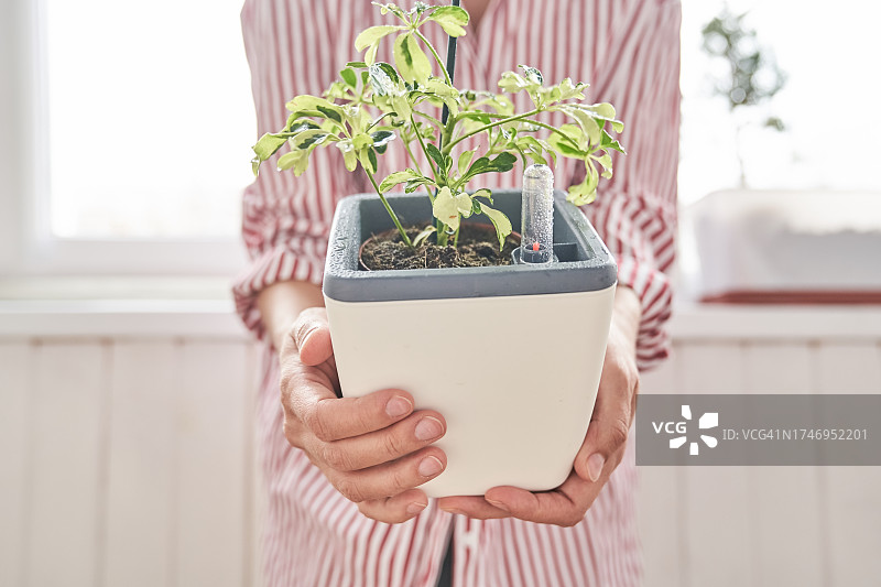 女士手中的花叶鹅掌柴盆栽图片素材
