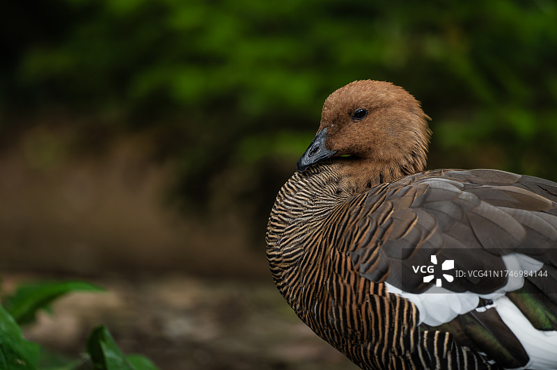 栖息在田野上的水鸭特写图片素材