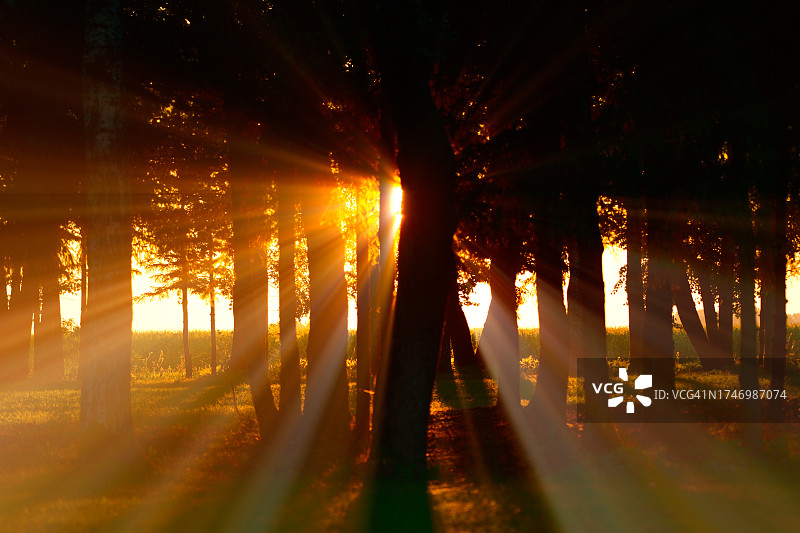 日落时分田野上树木的剪影图片素材
