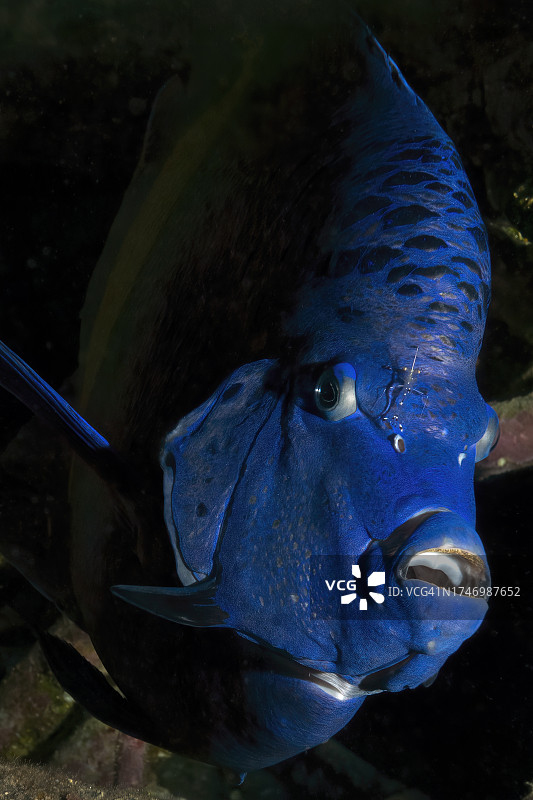 暗室里的人类头骨特写图片素材