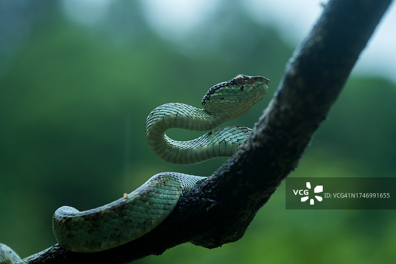 树上的蝰蛇特写图片素材