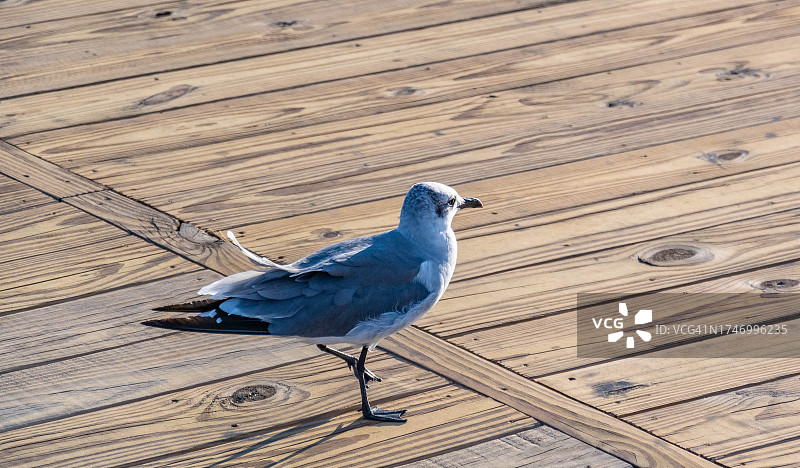 栖息在木桌上的海鸥特写，美国新泽西州海滨高地图片素材