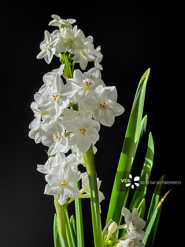 黑色背景下的白色花朵特写图片素材