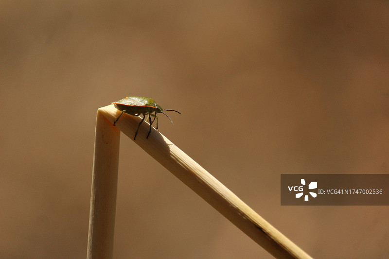 昆虫在植物上的特写图片素材