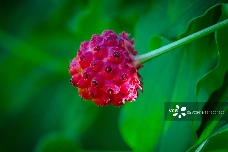 红色开花植物特写图片素材