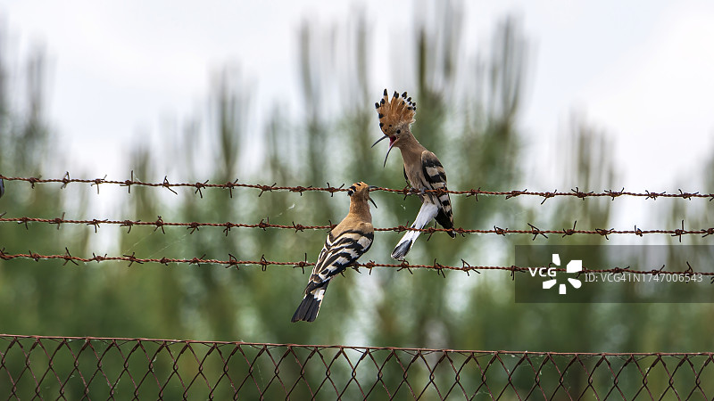 铁丝网围栏的低角度景观图片素材