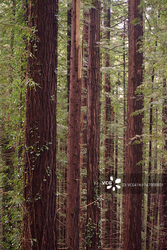 森林中的树木图片素材