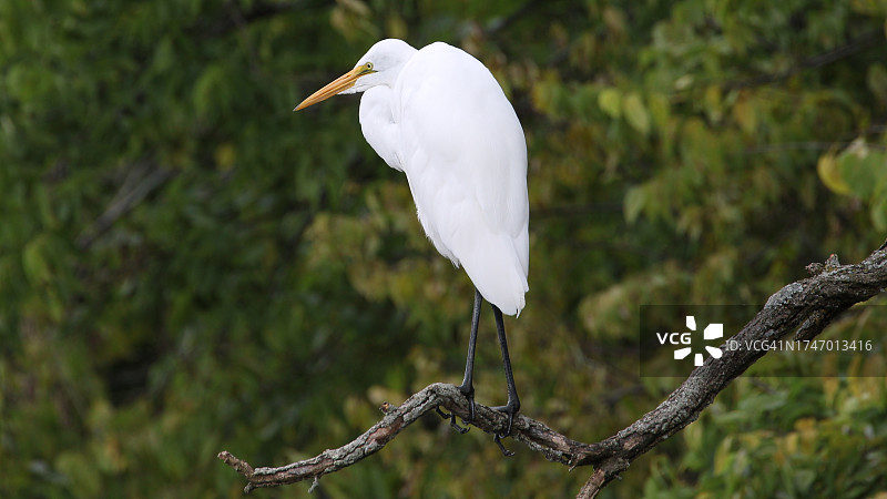 美国新泽西州基恩斯堡栖息在树枝上的大白鹭特写图片素材