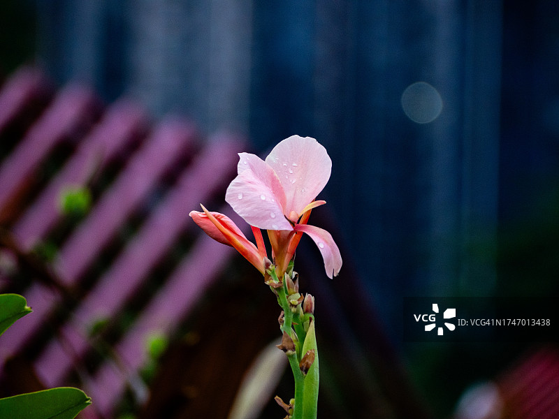 湿润的粉色花朵特写，新加坡图片素材