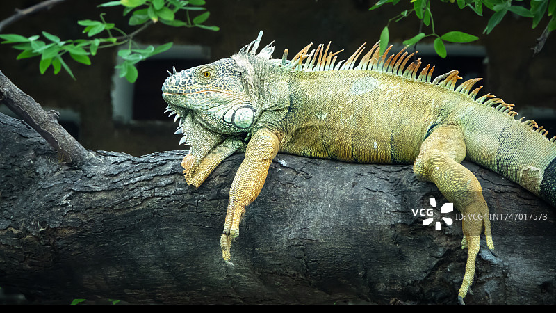 墨西哥巴亚尔塔港的绿鬣蜥图片素材