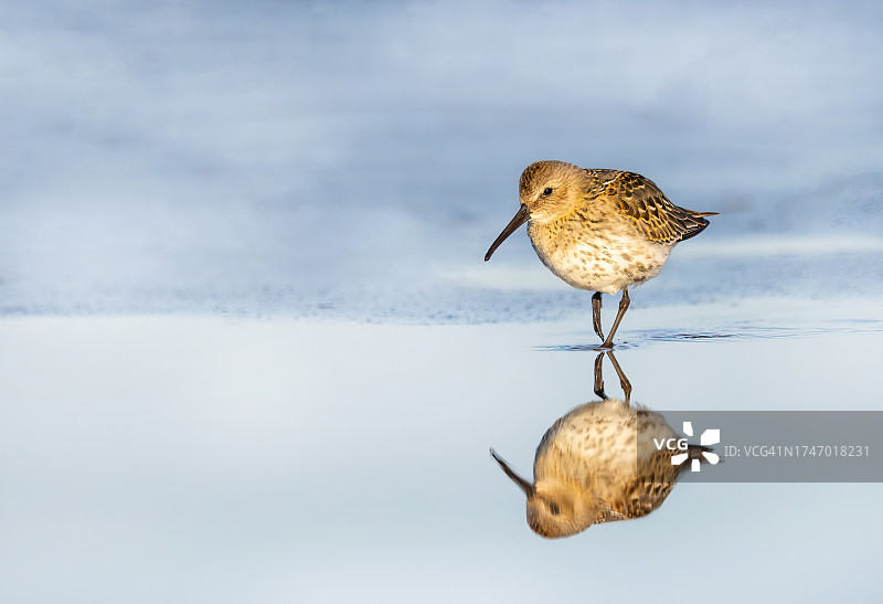 滨鹬在海滩岸边栖息的特写图片素材