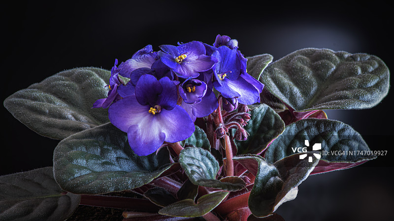 黑色背景下的紫色开花植物特写图片素材