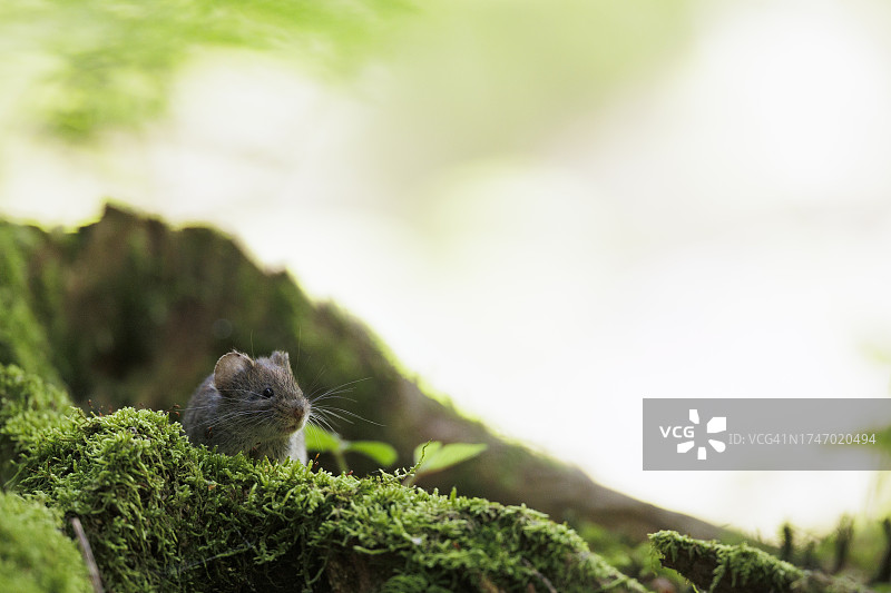 松鼠在树上的特写图片素材