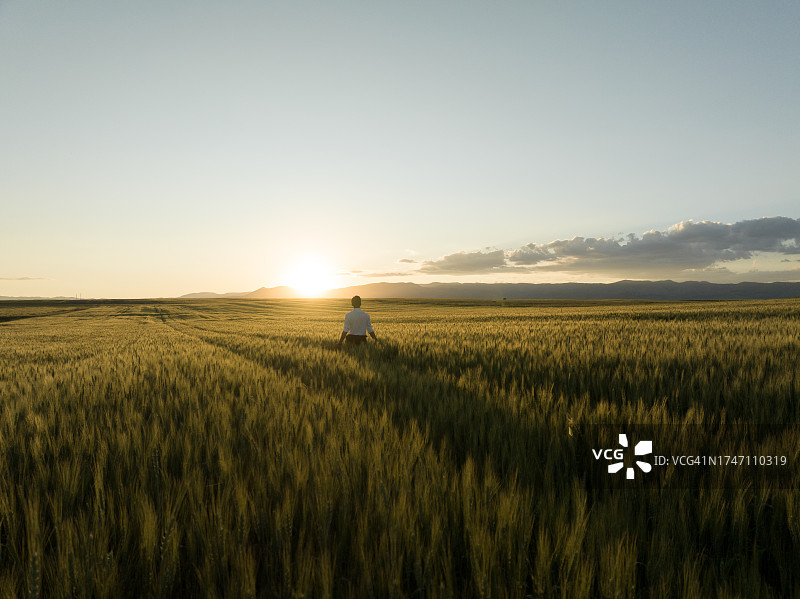 男人在农田里轻轻触摸小麦作物图片素材