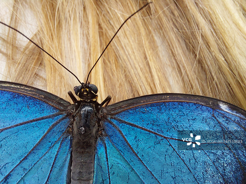 孔雀羽毛特写图片素材