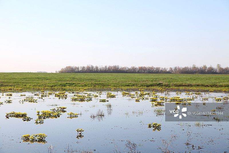盛开的湖泊图片素材