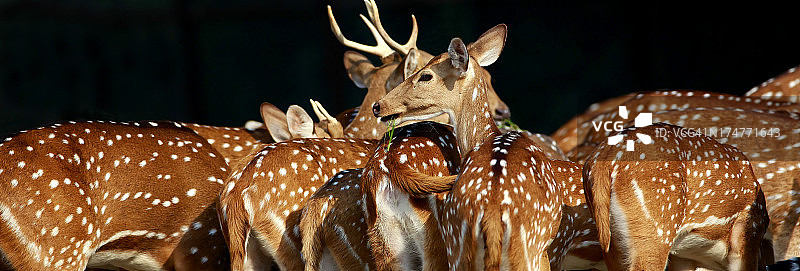 斑点鹿图片素材