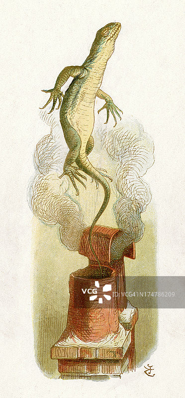 比尔蜥蜴图片素材