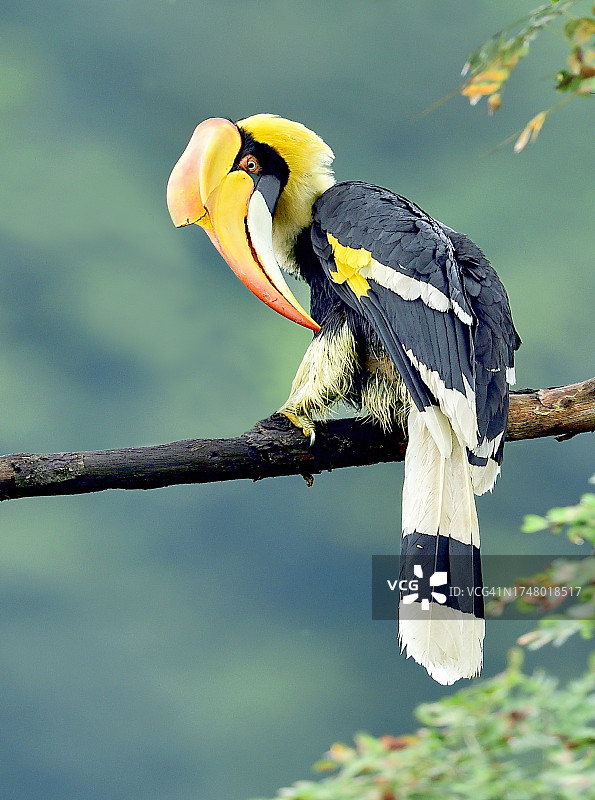 戴帽犀鸟画像图片素材