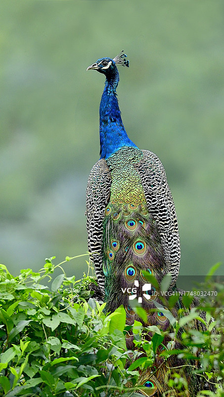 孔雀特写图片素材