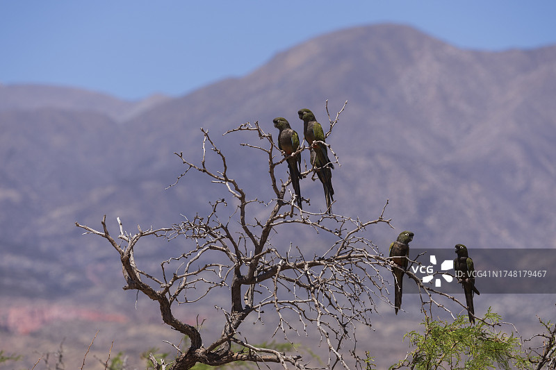 穴居鹦鹉图片素材