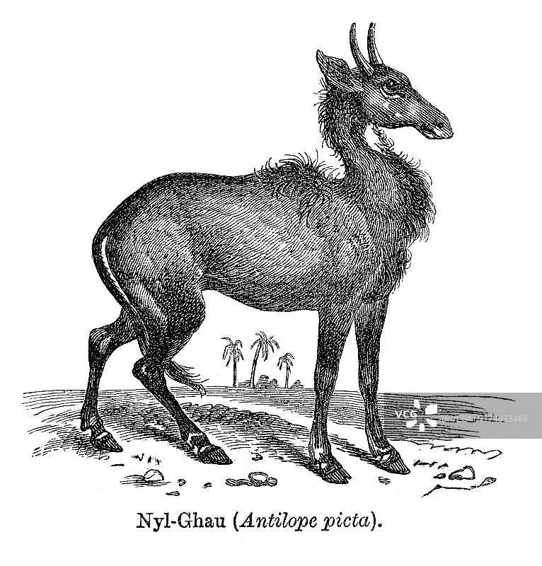 蓝牛羚图片素材