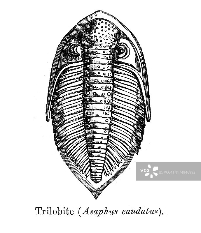 尾刺阿萨福三叶虫图片素材