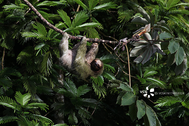 三趾树懒图片素材
