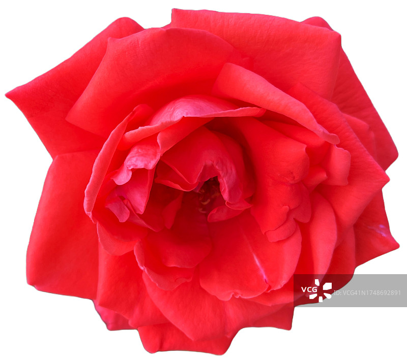 白色背景上的红色玫瑰花图片素材