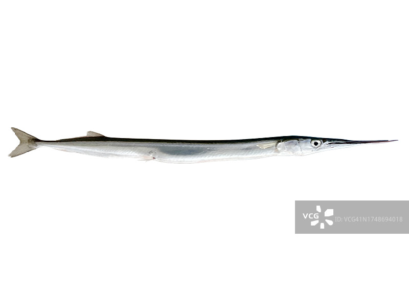 白色背景上的颌针鱼图片素材