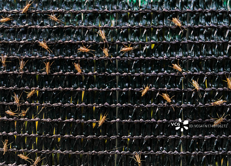 蚊子图像图片素材