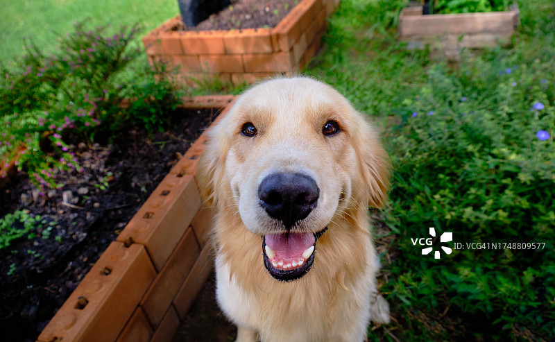 在后院里快乐的金毛寻回犬图片素材