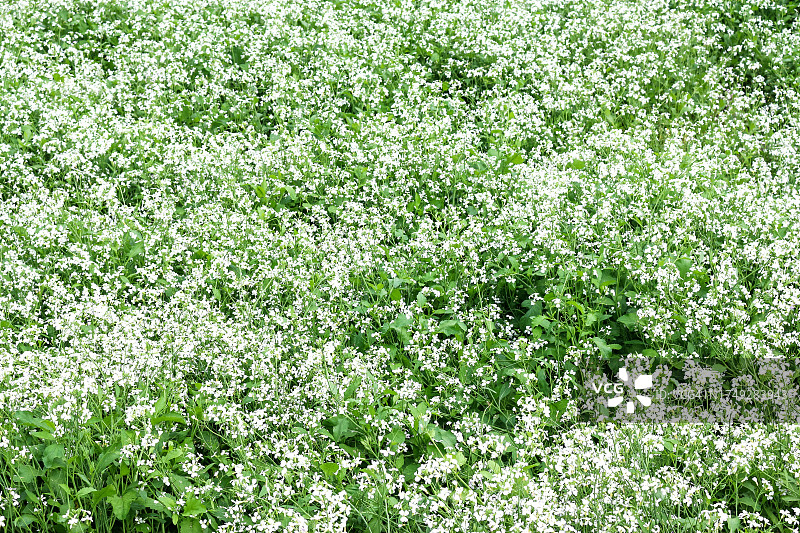 白色芥菜花背景图片素材