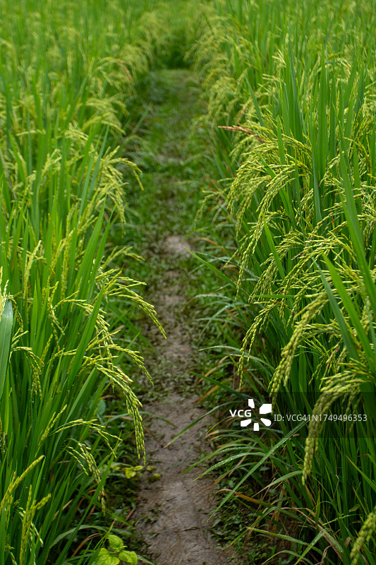 绿色稻苗图片素材