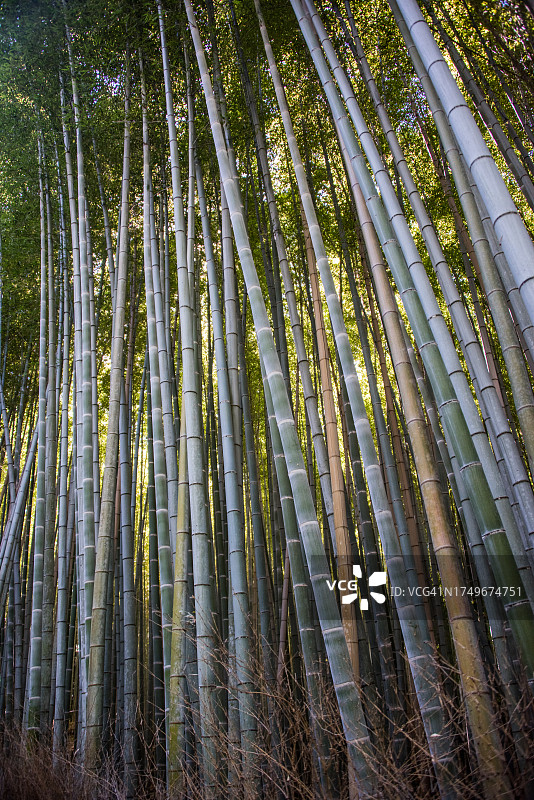 嵯峨野竹林图片素材