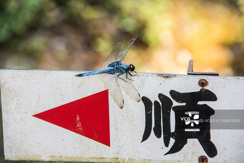 蜻蜓栖息在标牌上图片素材