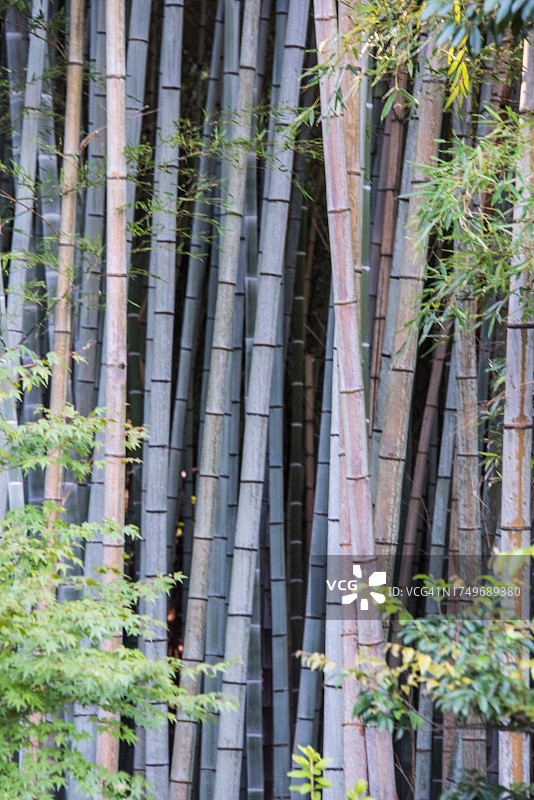 嵯峨野竹林图片素材