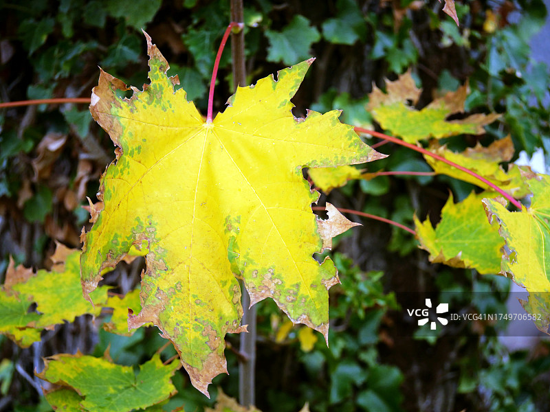法国巴黎秋初的黄绿色枫叶图片素材