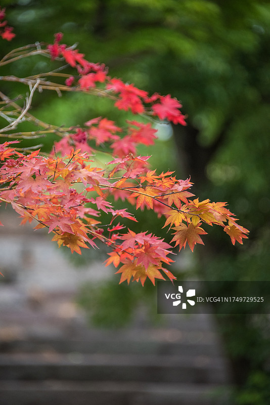 日本枫树枝图片素材