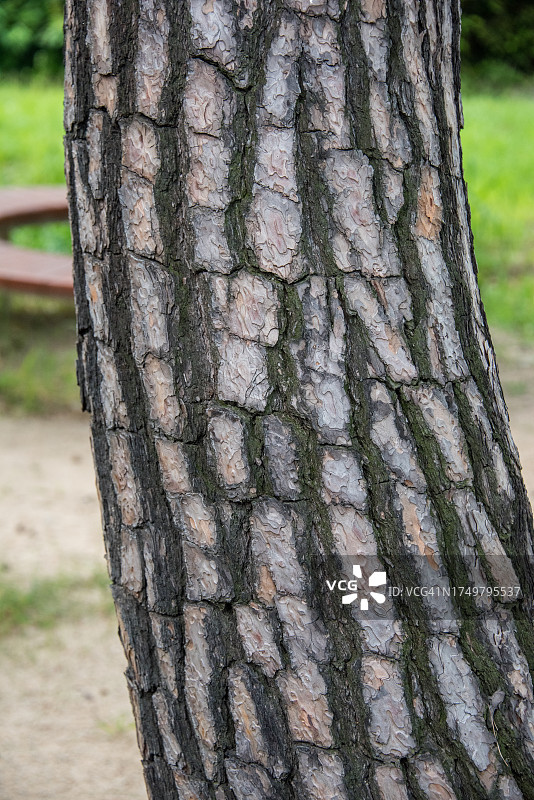 红松树皮图片素材