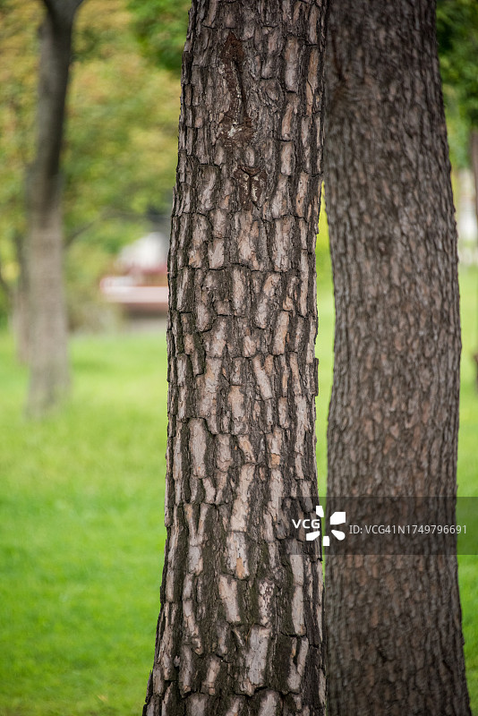 红松树皮图片素材