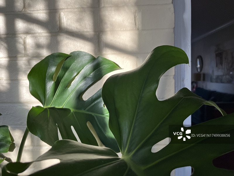 阳光下的龟背竹盆栽图片素材