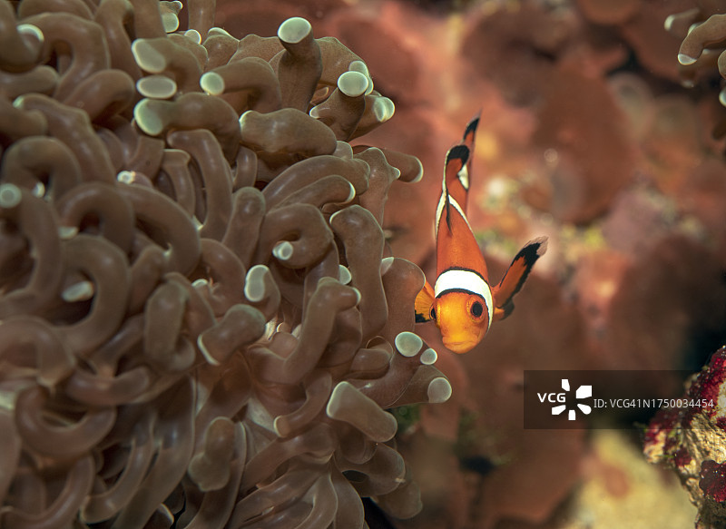 小丑鱼/海葵鱼图片素材