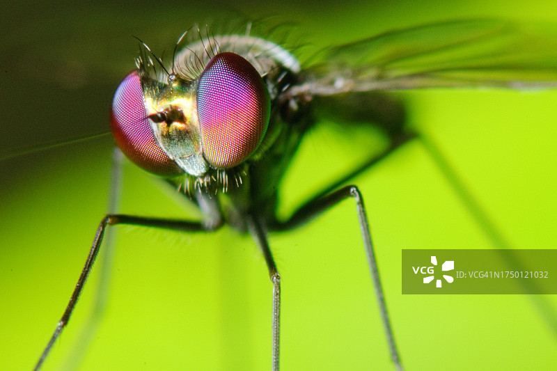 长脚蝇图片素材