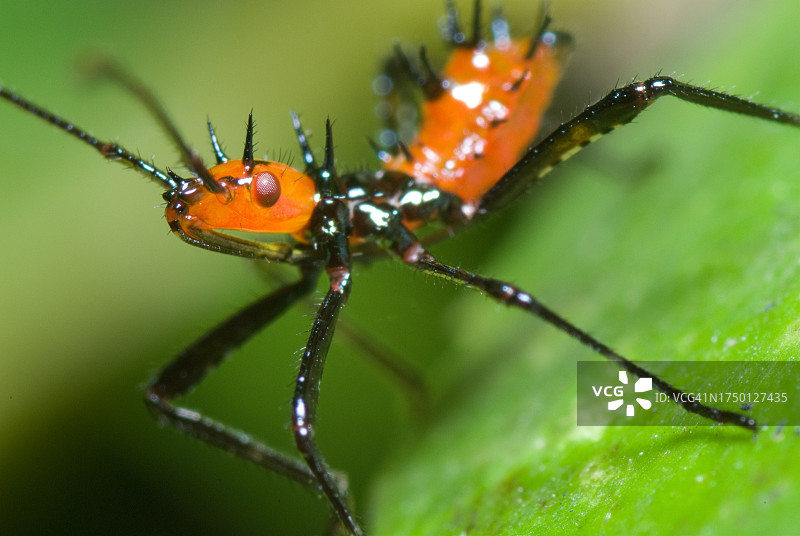 橙色的猎蝽若虫图片素材