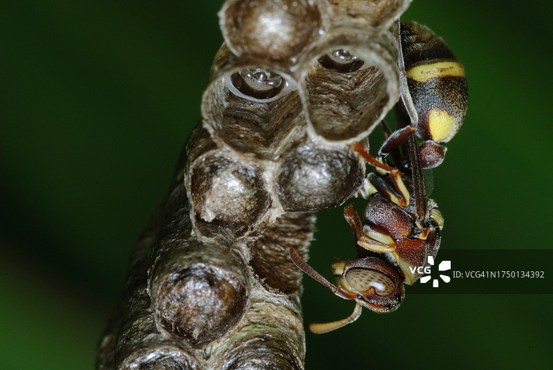纸黄蜂守护卵和幼虫图片素材