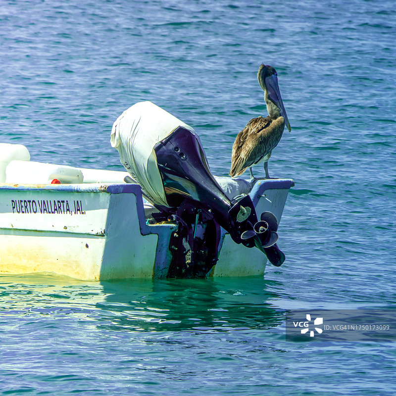 船上的鹈鹕，墨西哥巴亚尔塔港图片素材