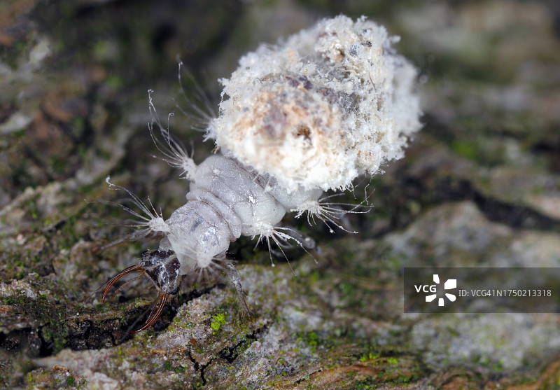 草蛉幼虫：以小昆虫为食，并将猎物残骸覆盖在身上以伪装自己图片素材